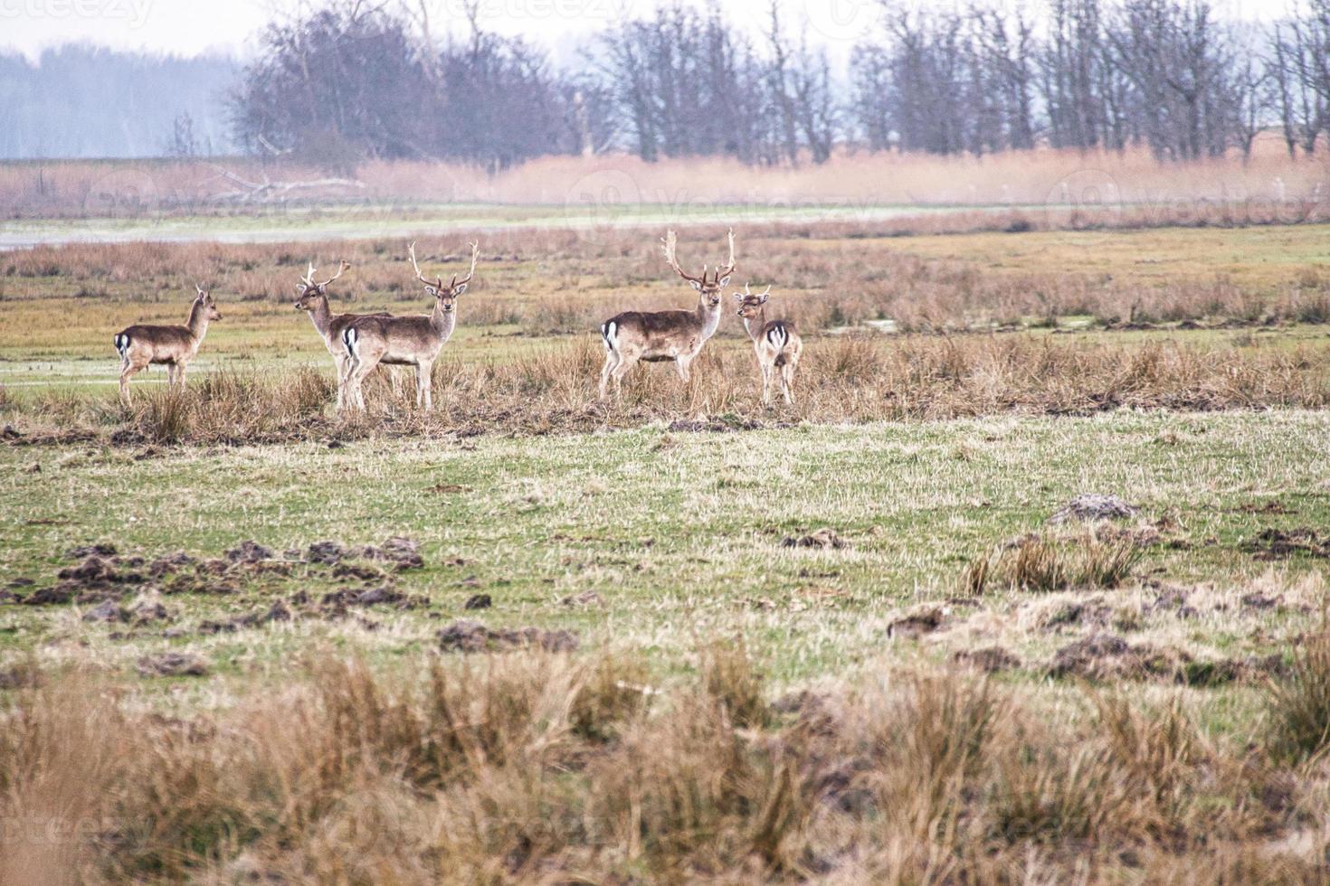 free-ranging deer on the darss. Mammals with antlers in Germany.animal photo