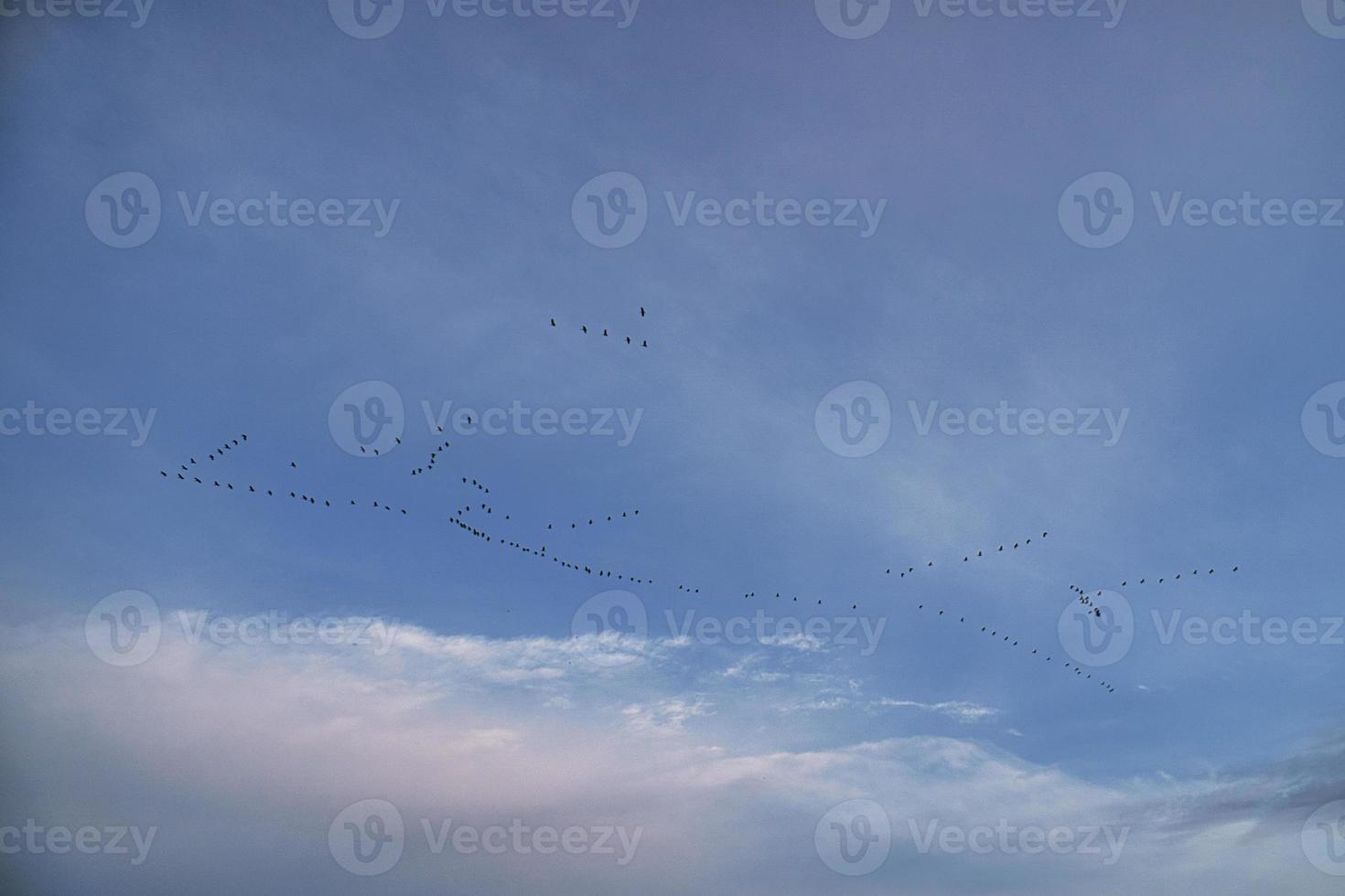 grúas moviéndose en formación en el cielo. aves migratorias en el darss. foto