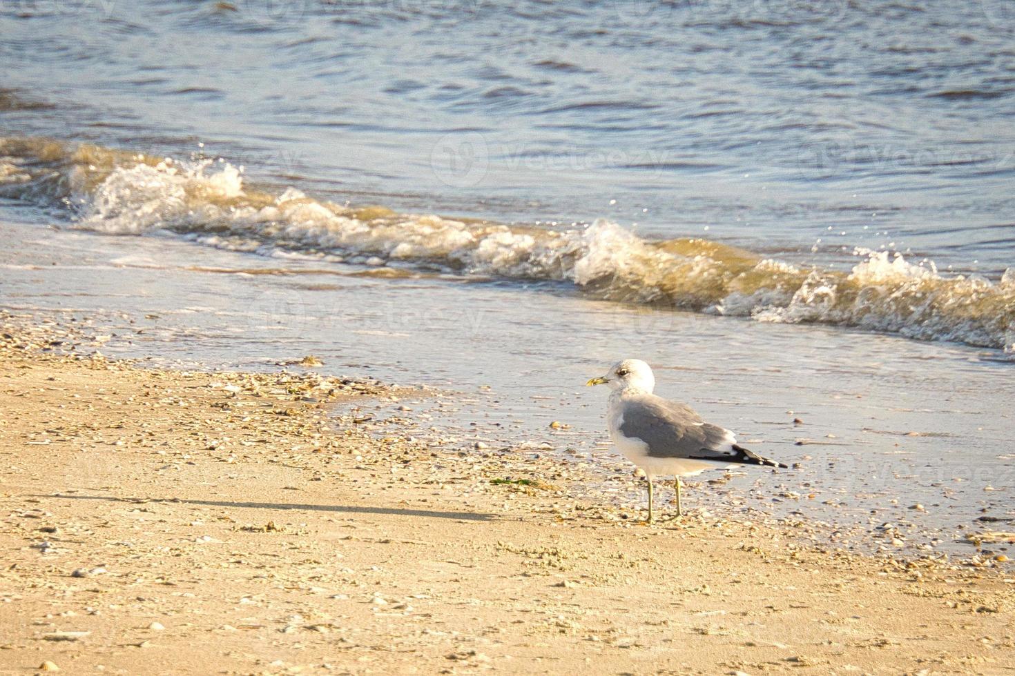 Seagull on the beach of Blavand in Denmark in front of waves of the sea. Bird shot photo