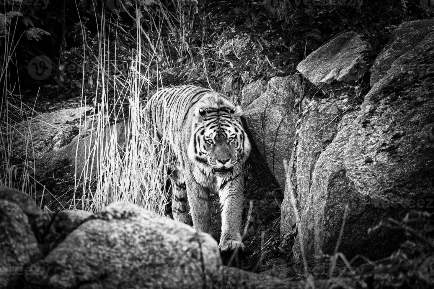 Siberian tiger in black white. Elegant big cat. endangered predator. Mammal photo