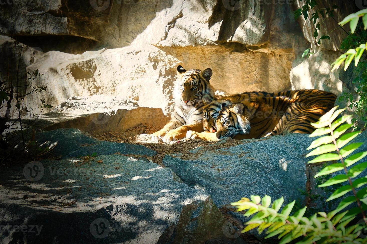 Three tiger cubs lying to rest. Striped fur of the elegant predators. Big cat photo