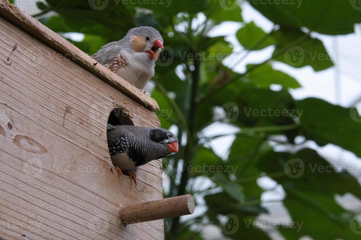 Zebra finch pair on a bird house. photo