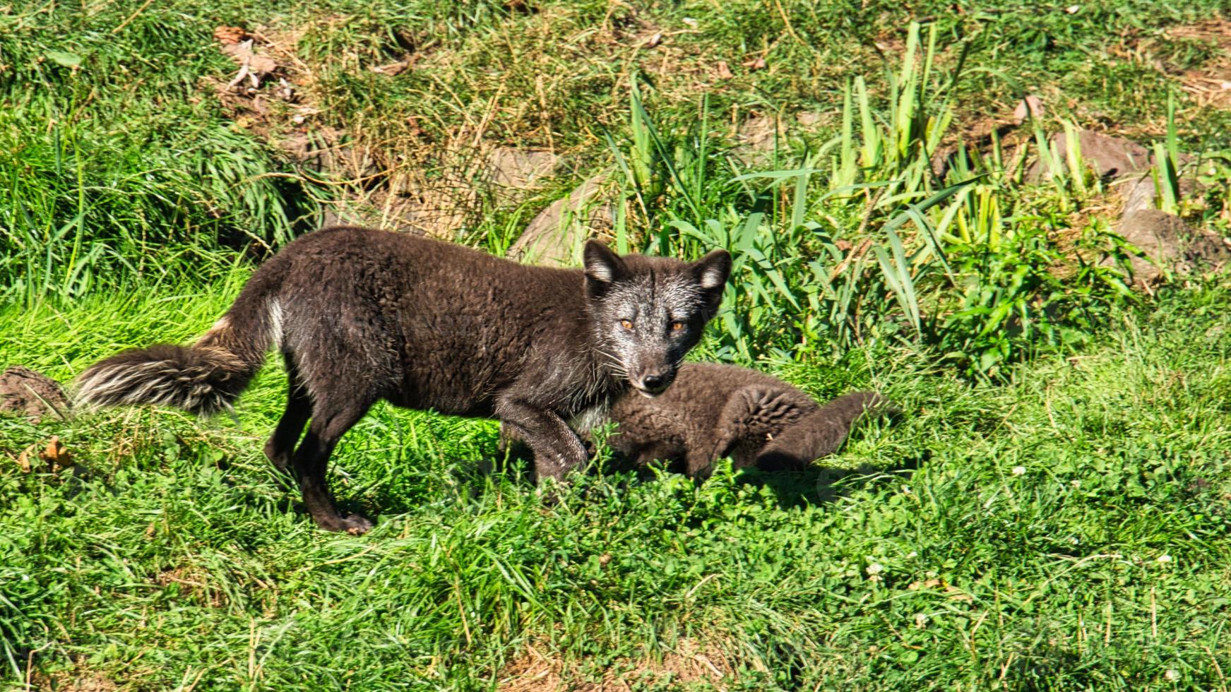 Fox in close-up with view to the viewer. photo