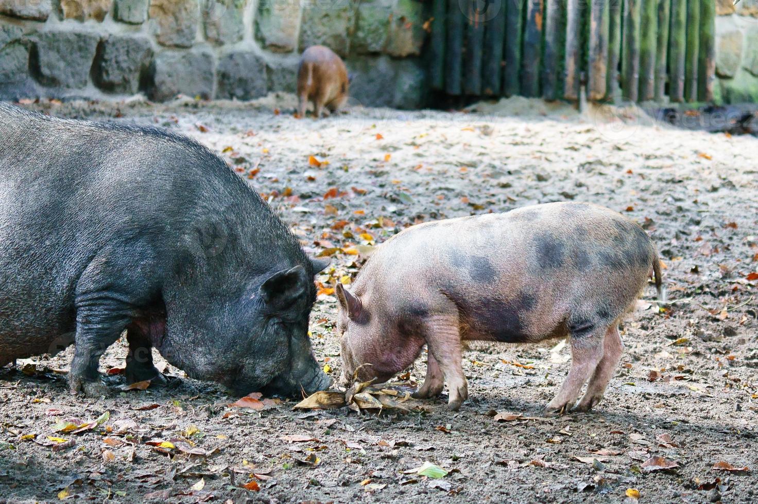 lechón barrigón y cerda madre, cavando en la arena. cerdo domestico para la produccion de carne foto