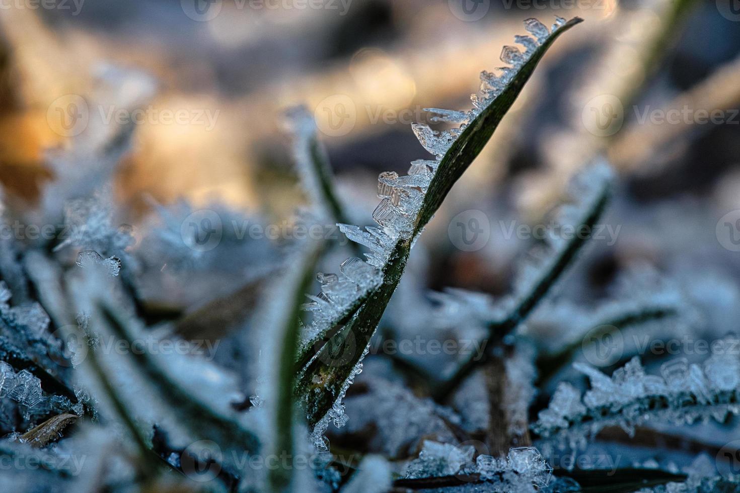 Ice crystals that have formed on blades of grass. Structurally rich and bizarre shapes have emerged. photo