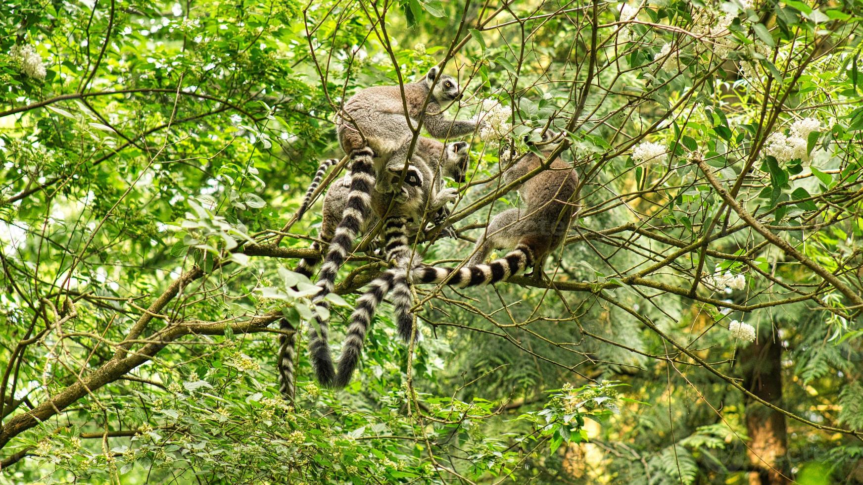 A group of maki playing in the tree. photo