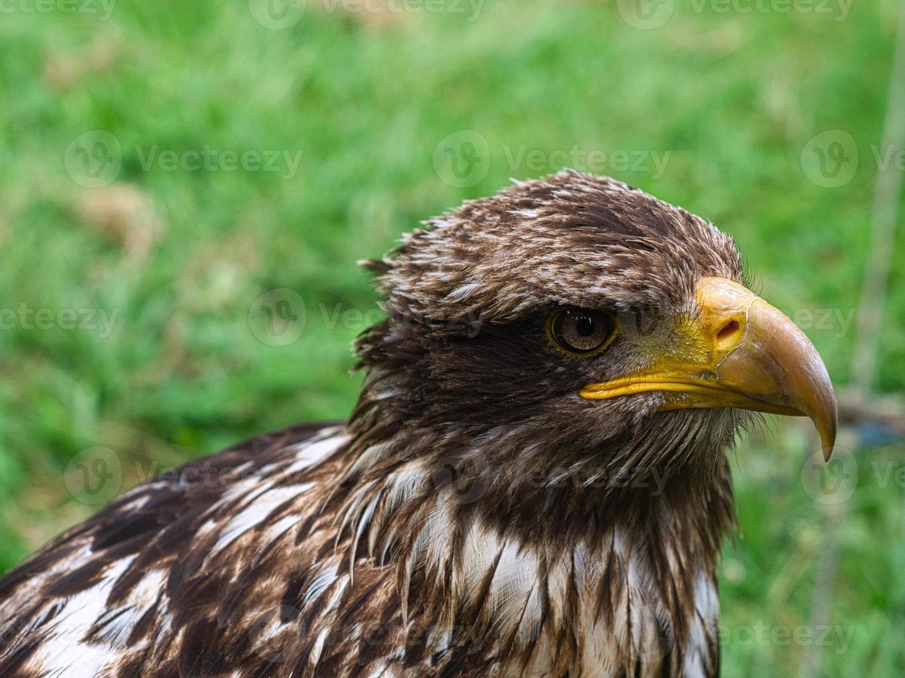 Golden eagle portrai photograph of the head . Brown, white plumage photo