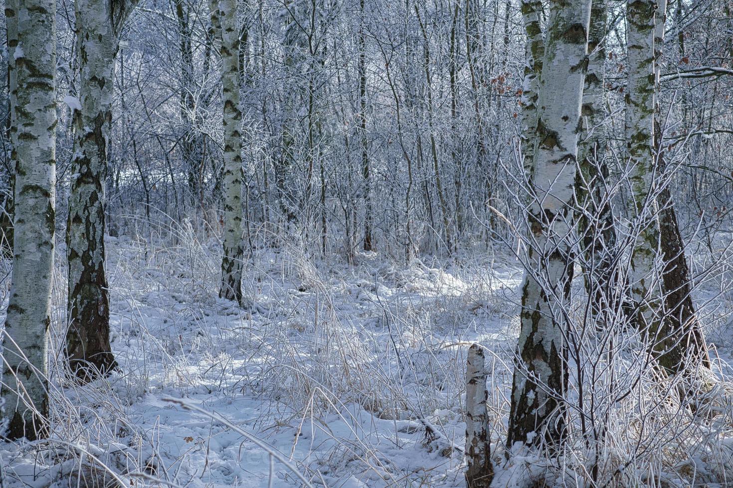 snowy birch forest on the outskirts of Berlin photo