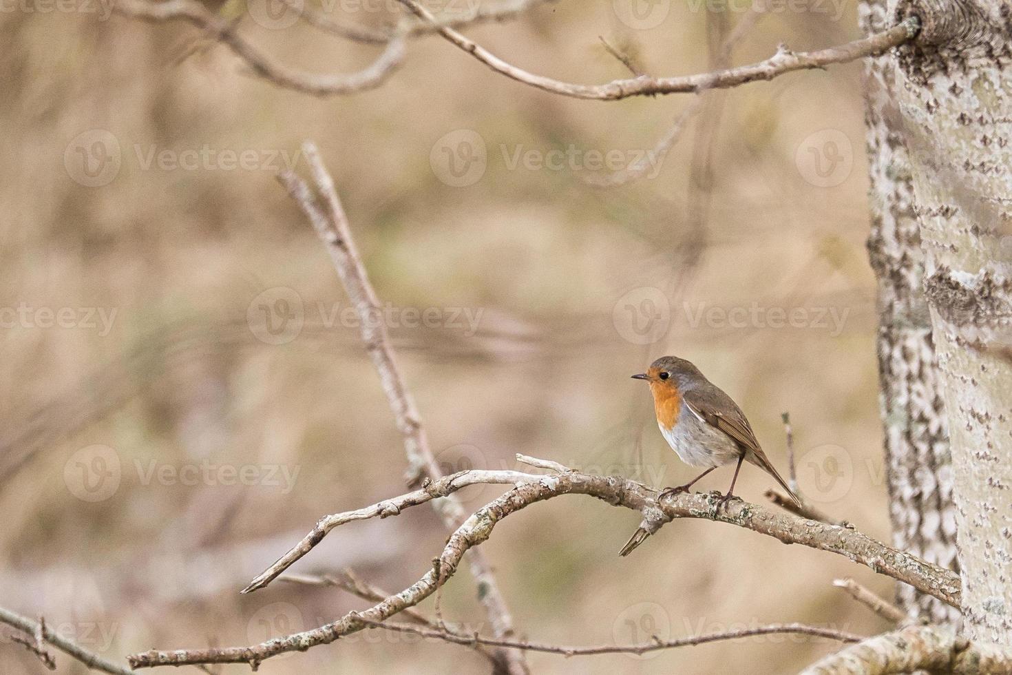 Robin on a branch in the National Park. Colorful plumage of the small songbird. photo