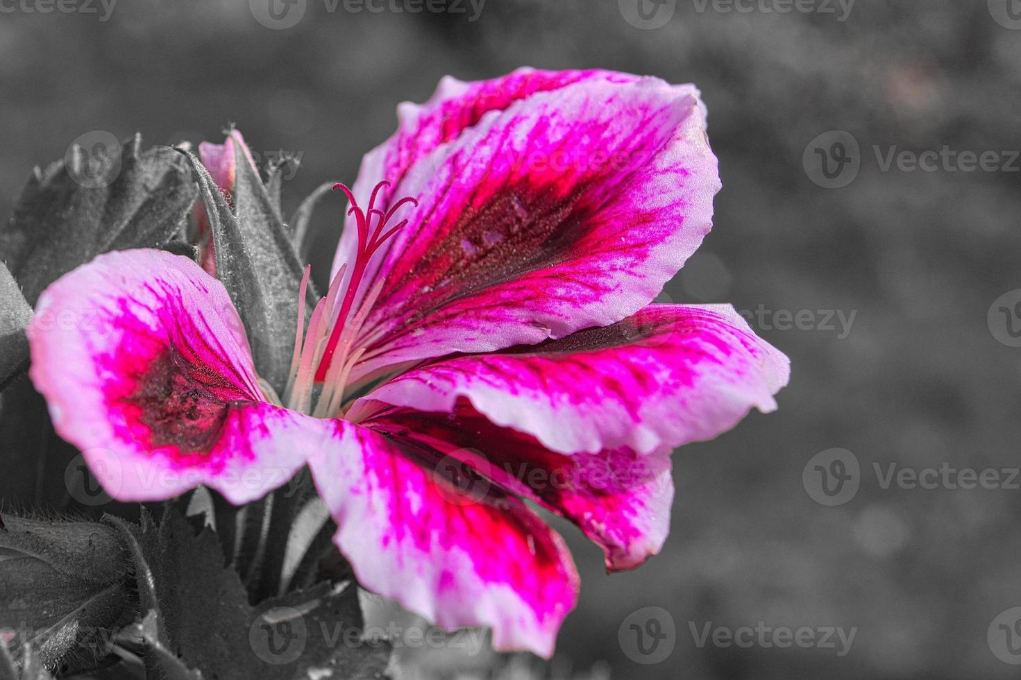 geraniums monochrome shown photo