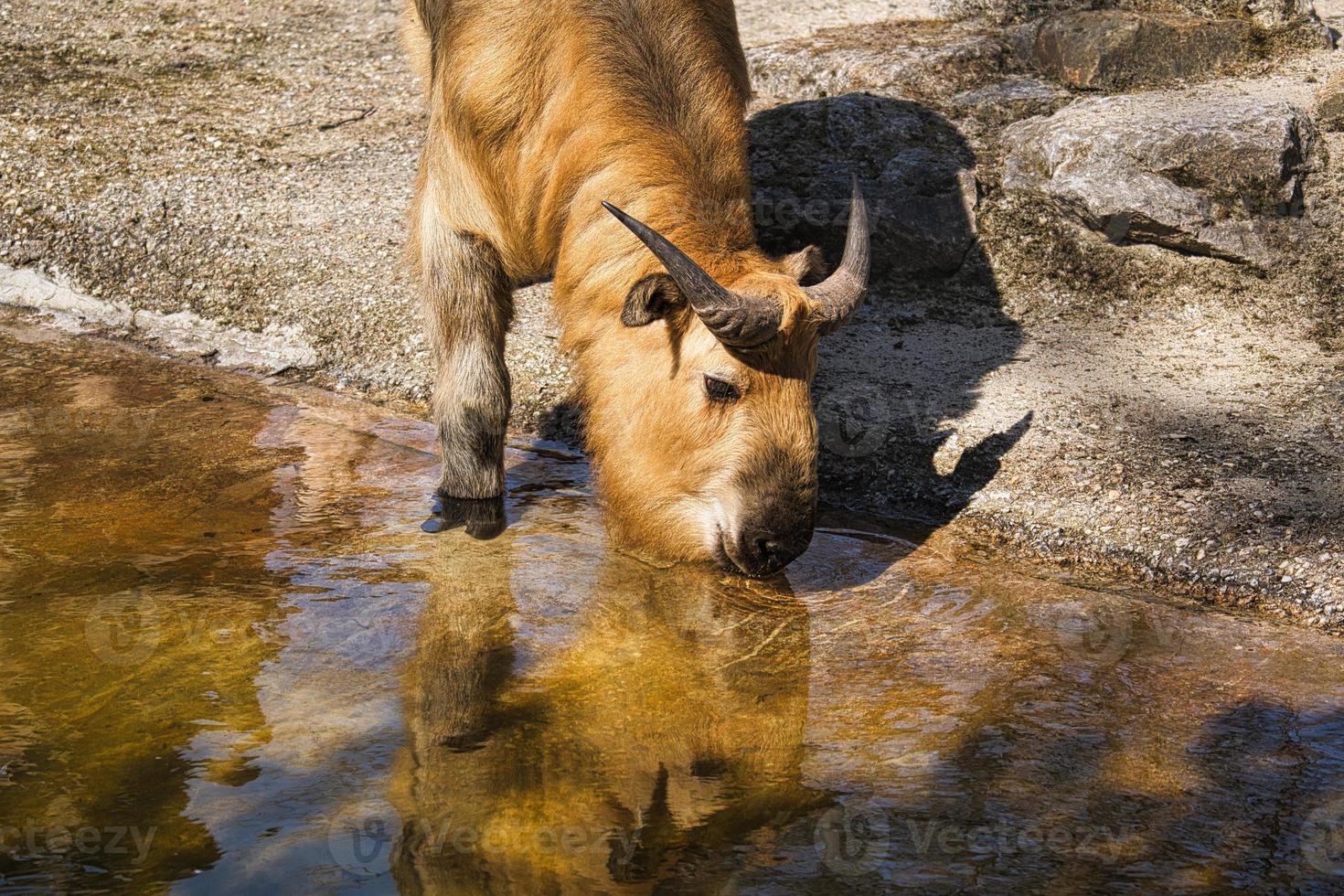 A yak from the Zoo. These imposing animals are usually very relaxed. photo