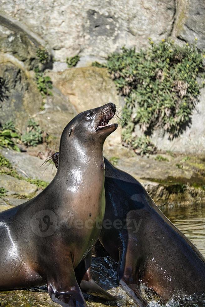 sea seals playing in berlin zoo photo