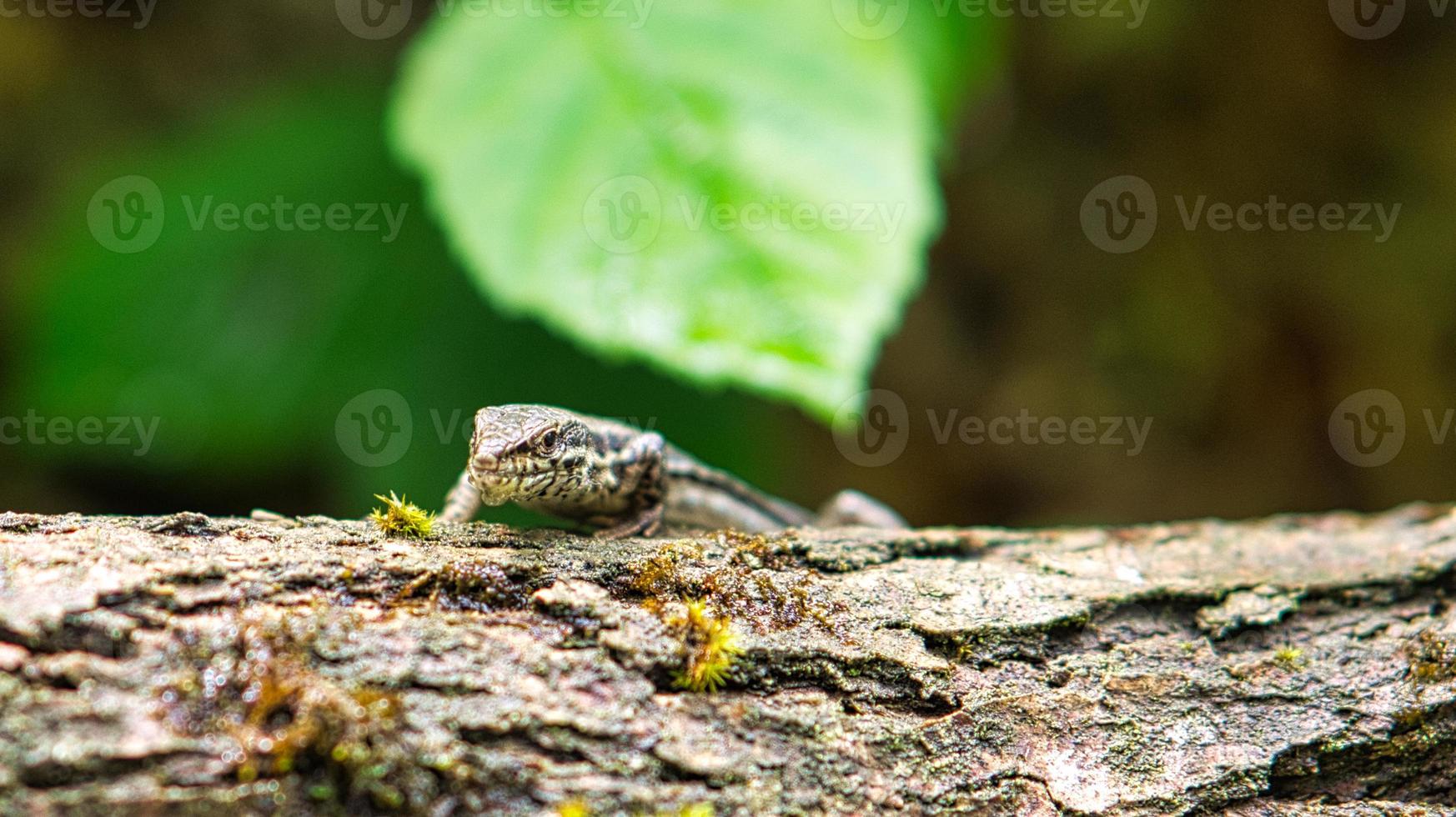 Lizard on a tree trunk in the forest sunbathing. Animal shot of a reptile. photo