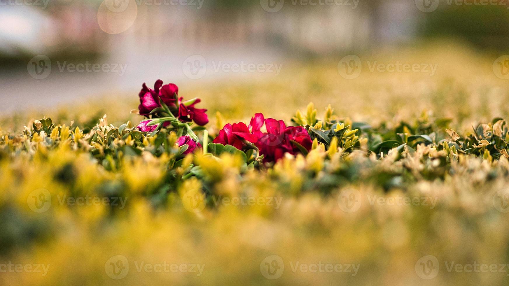 flor roja con hermosos pétalos representados individualmente en un prado de flores. foto