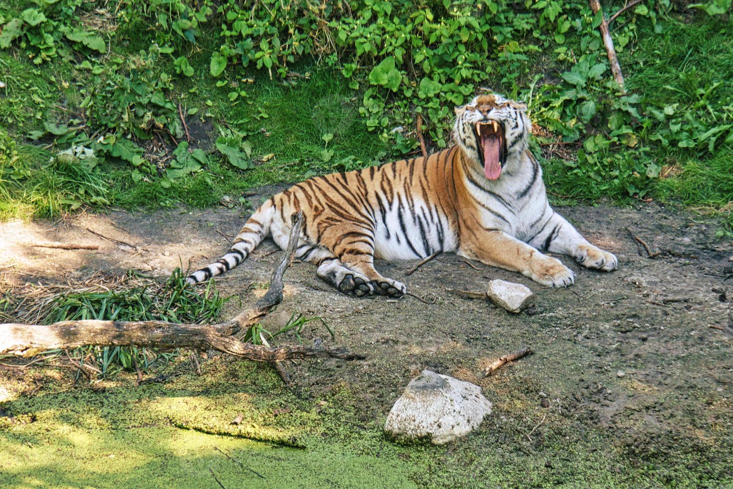 siberian tiger yawning lying relaxed on a meadow. powerful predatory cat. photo