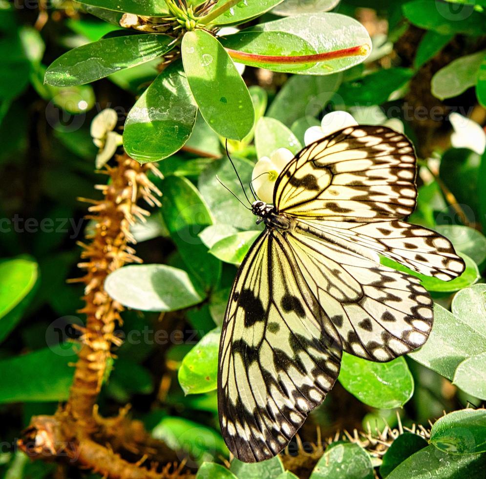 colorful butterfly on a leaf, flower. elegant and delicate photo