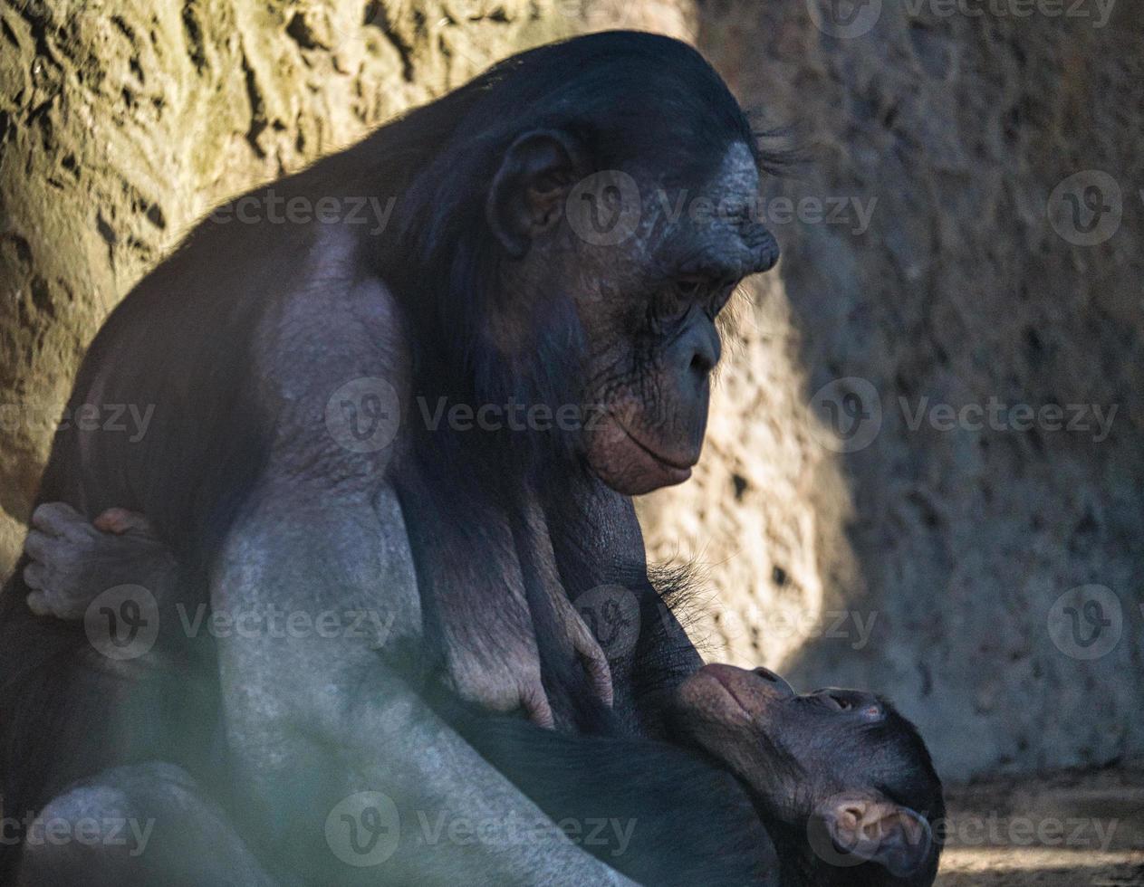 chimpanzee mother with her baby in berlin zoo photo