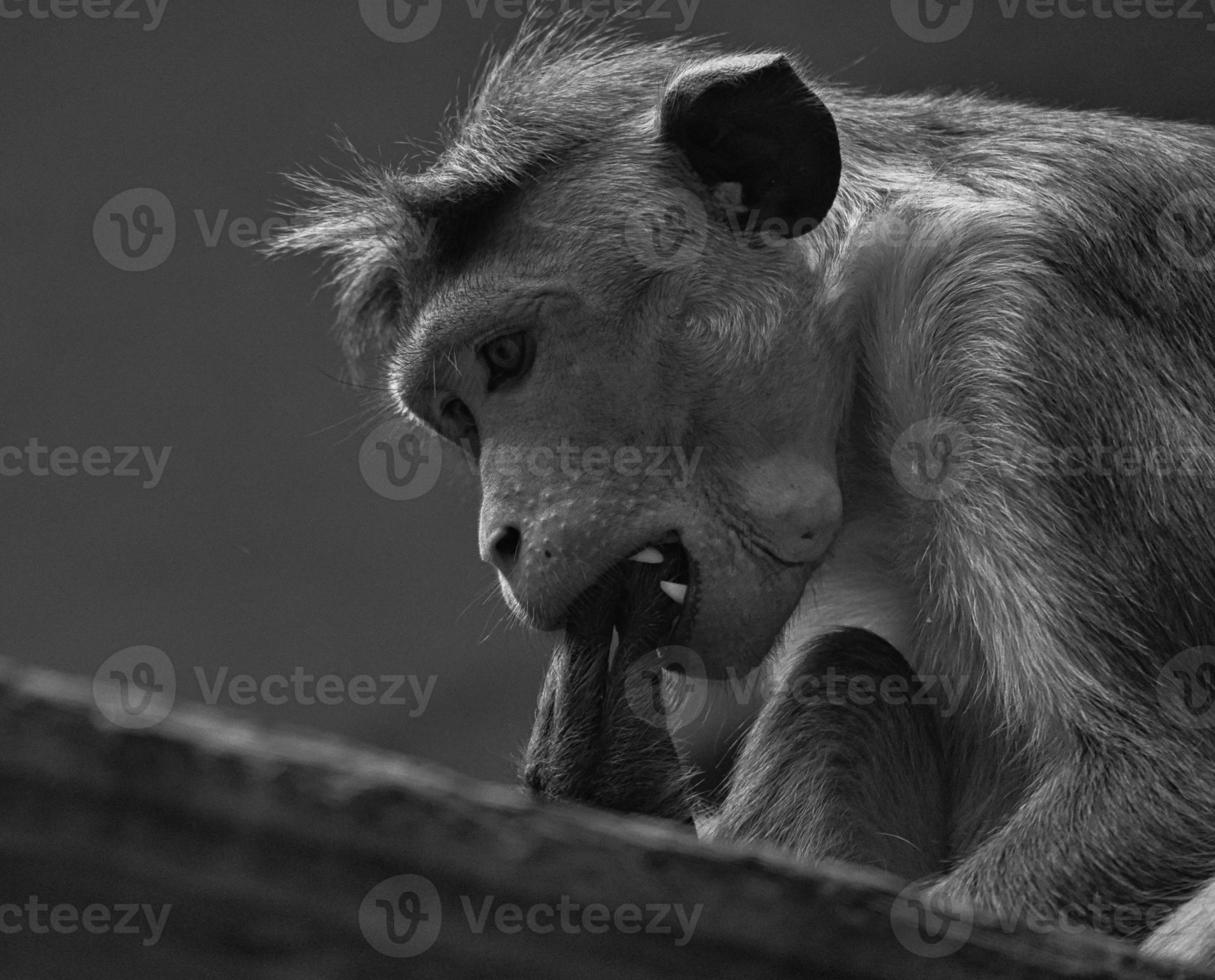 Rhesus monkey in black white sitting on a branch and nibbling on his tail photo