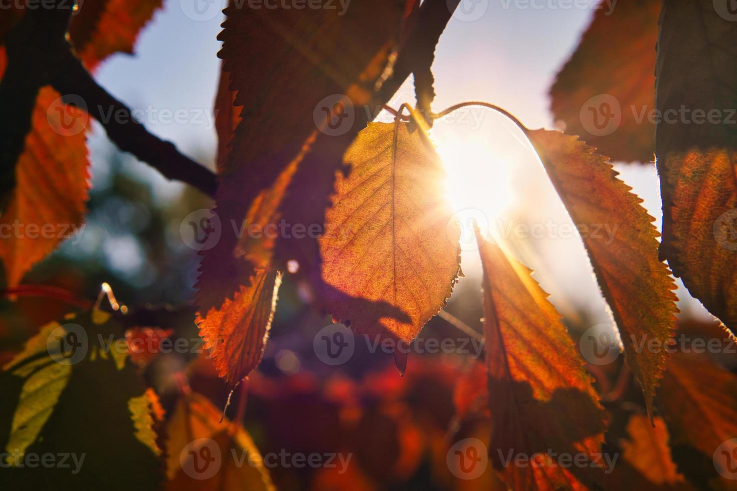 Sun rays in autumn shine through colored leaves on tree. Trees in the background photo