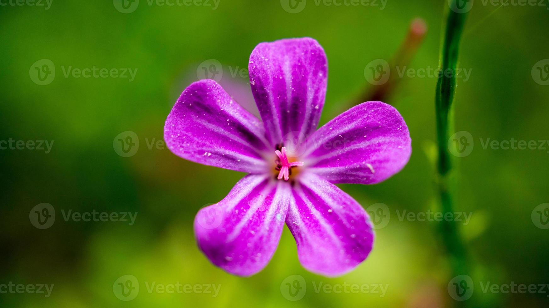 close up of a blossom of a beautiful flower. detailed single shot photo