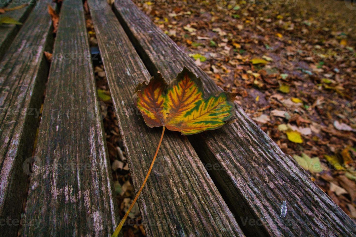 Colored leaf in autumn on a bench. Autumn leaves in the park. Trees in the background photo