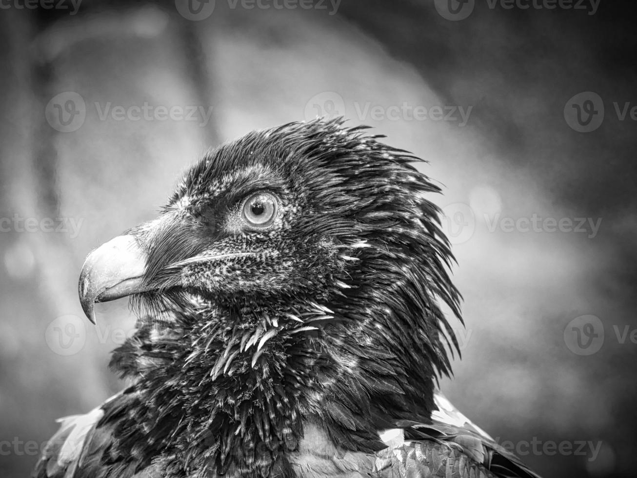 A vulture portrait in black and white. White black feathers. A very expressive bird photo