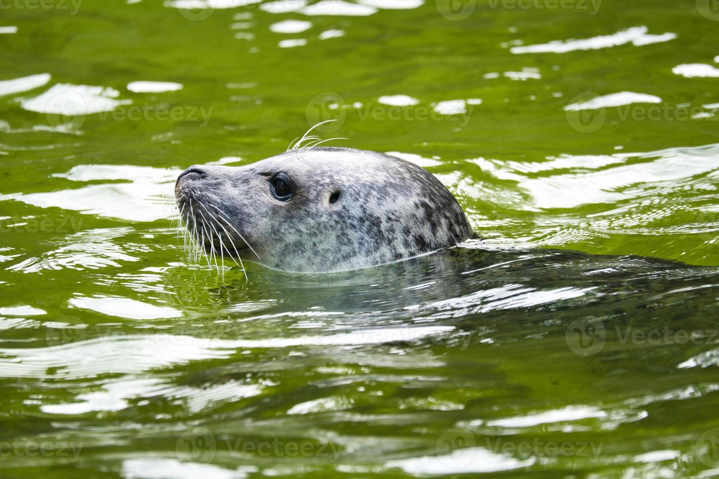 Head of a seal, swimming in the water. Close up of the mammal. Endangered species photo