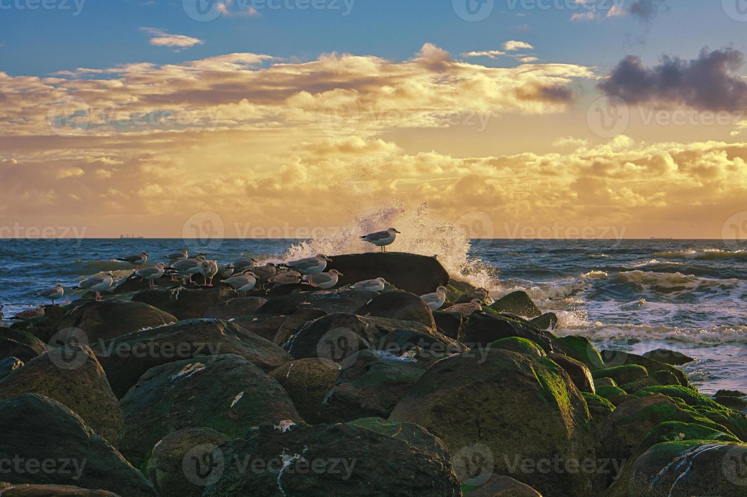 On the beach in Blavand, Denmark. Stone groynes where the waves crash. photo