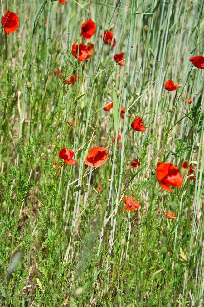 The corn poppy shines in a red blaze of color. The delicate flowers in the cornfield. photo