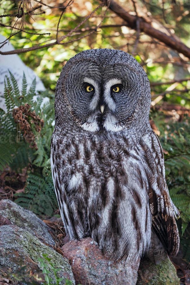The owl is a bird of prey of the twilight and the night. Also occurs in