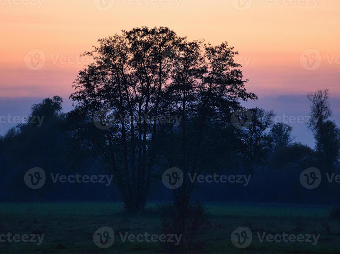 at dawn, mystical sunrise with a tree on the meadow in the mist. Warm colors from nature. Landscape photography in Brandenburg photo