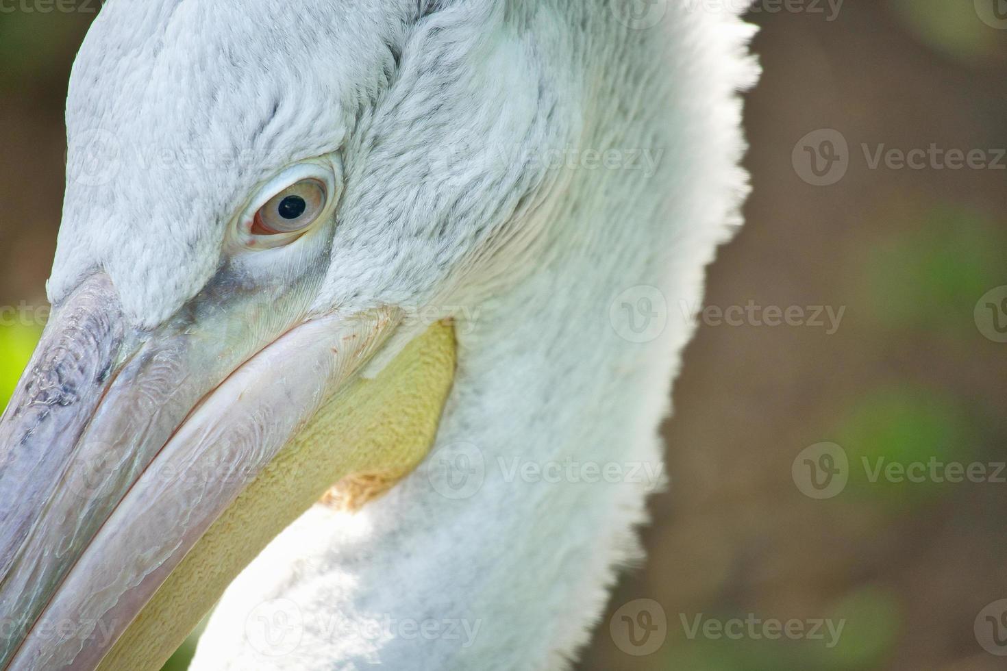 Pelican in portrait. White plumage, large beak, in a large marine bird. Animal photo