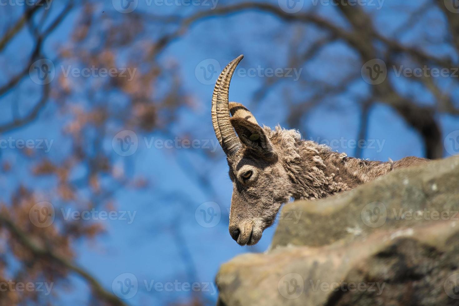 An ibex from the Zoo photo