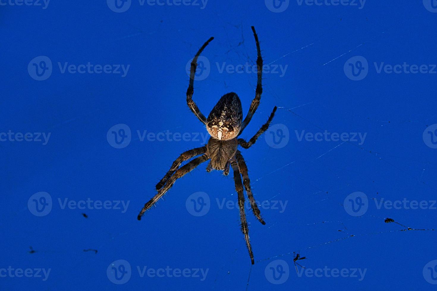 cross spider in web. the hunter lurks for his prey photo