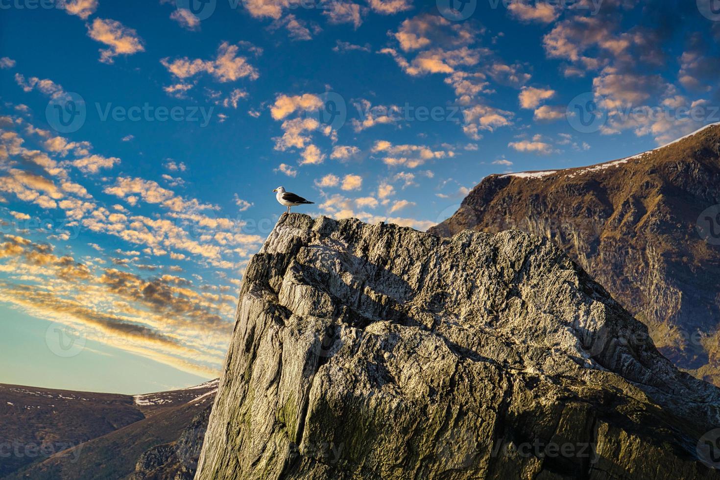 Selje in Norway, the view of the seagull into the sunset. photo