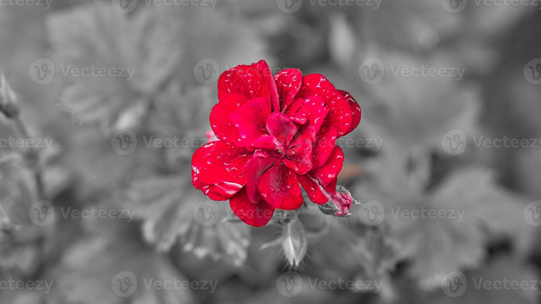 geraniums monochrome shown photo