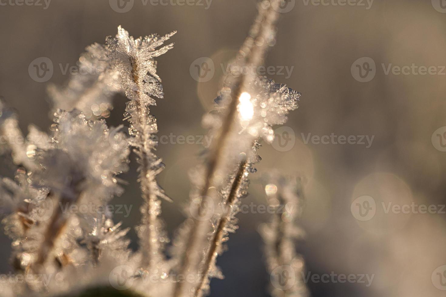 cristales de hielo que se han formado en briznas de hierba. a la luz del sol poniente. foto