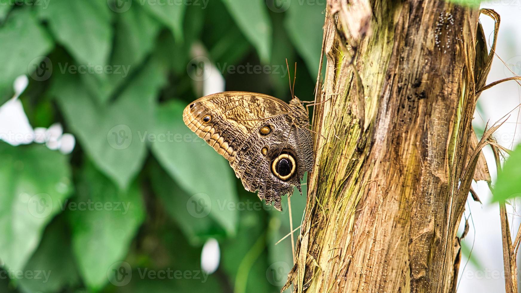 mariposa colorida en una hoja, flor. elegante y delicada. patrón detallado de alas. foto