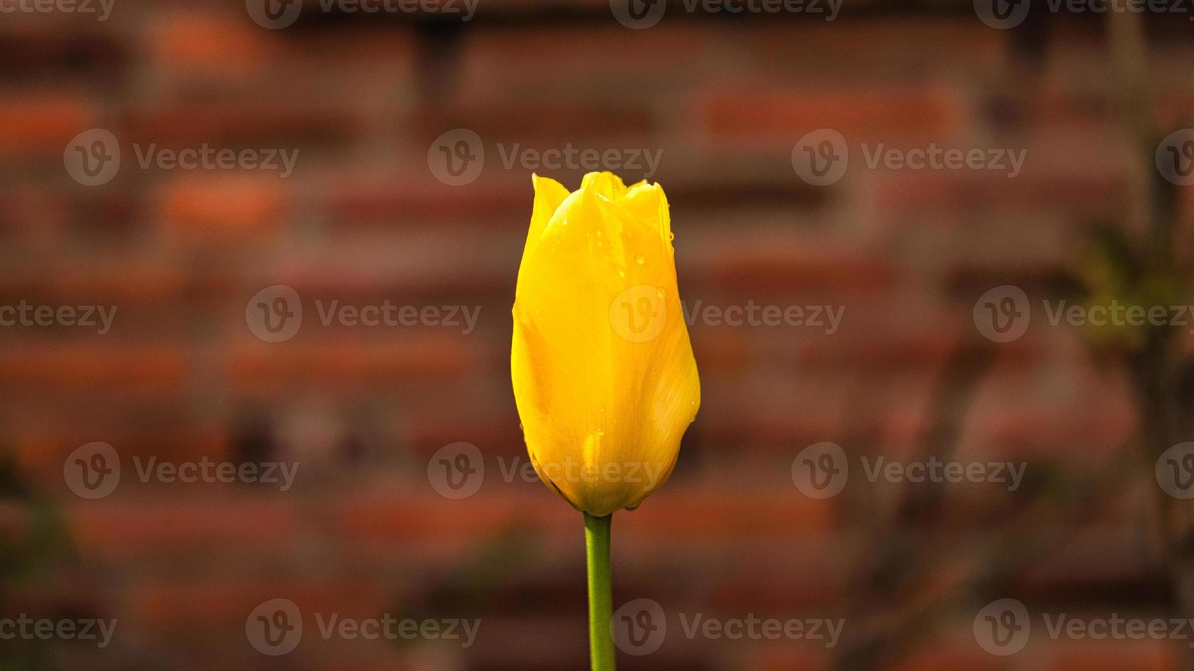 Yellow Tulip cropped and shot with bokeh on a meadow in spring. Dreamy and romantic shot photo