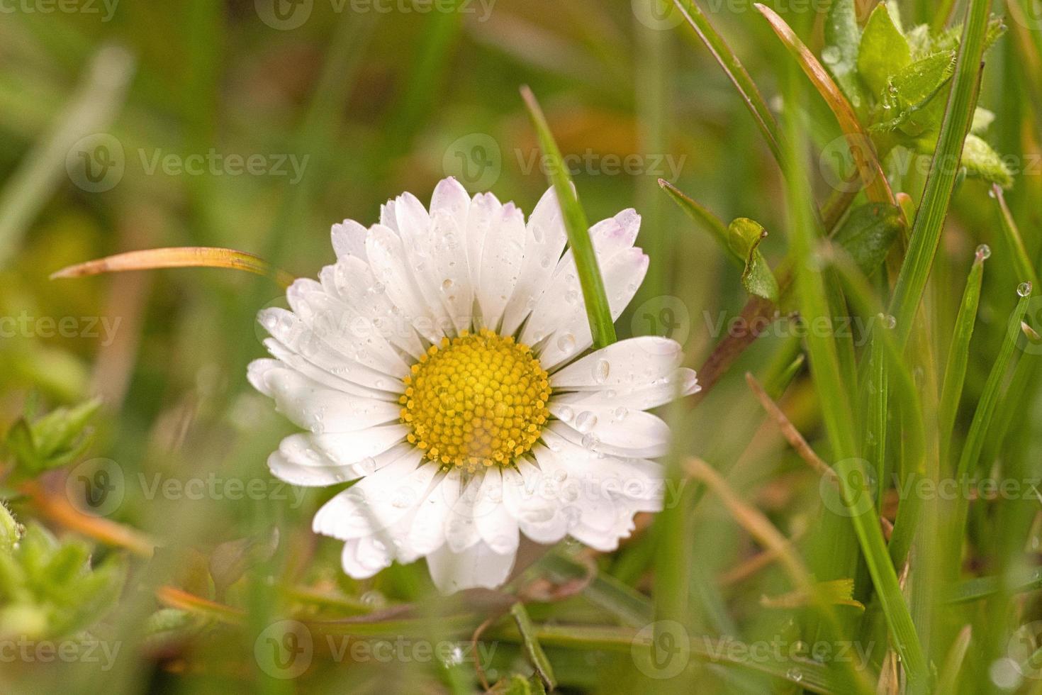 Daisies on a meadow. White pink flowers in the green meadow. Flowers photo