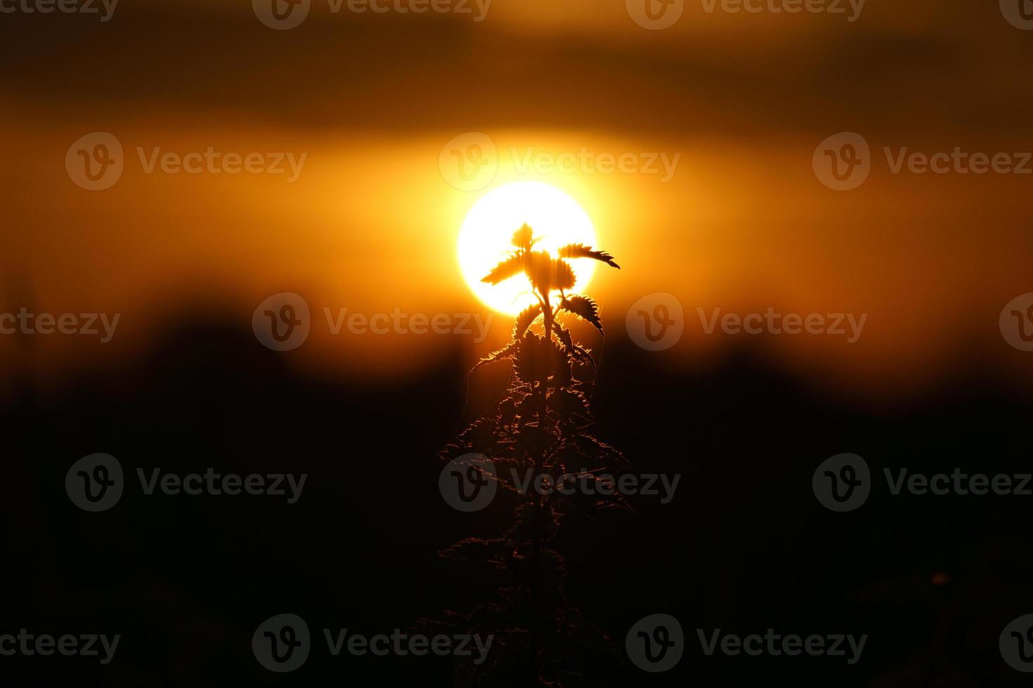 puesta de sol en las afueras de berlín. plantas como silueta en primer plano. foto