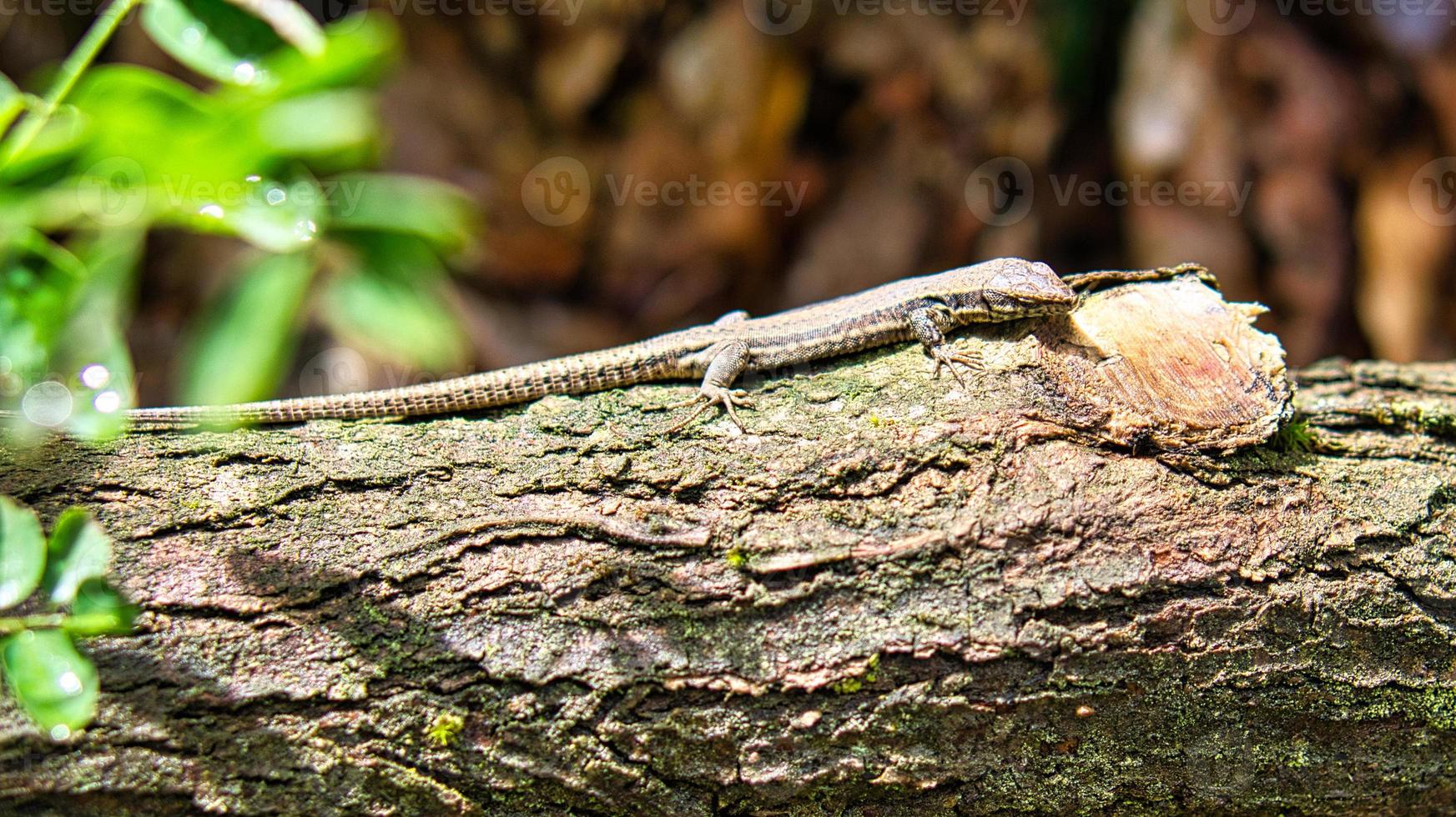 lagarto en el tronco de un árbol en el bosque tomando el sol. tiro animal de un reptil. foto