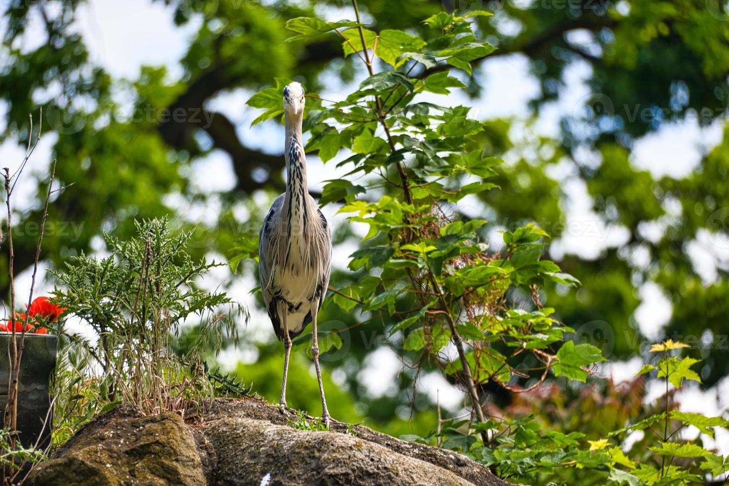 gray heron lurks for prey. of the birds stands still. Close-up of the beautiful plumage. photo