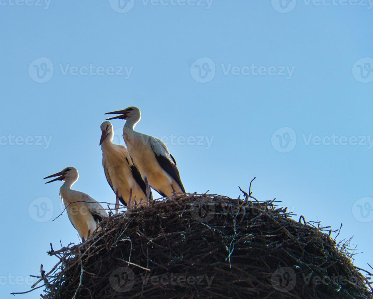 three white storks in the nest on a chimney in Brandenburg. photo