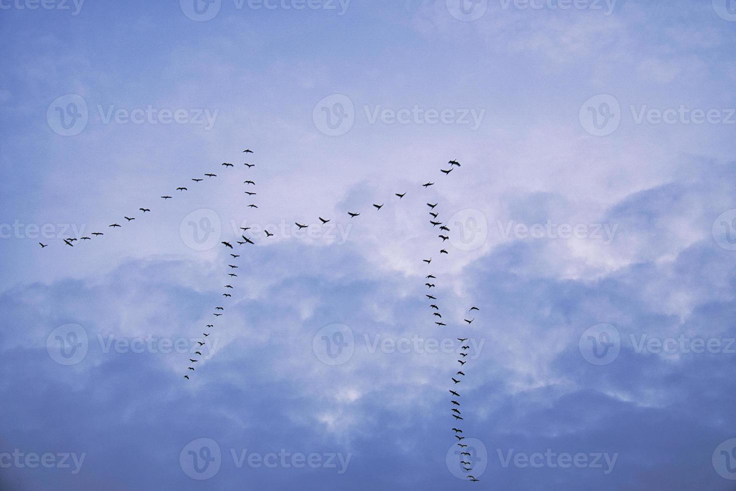 Cranes moving in formation in the sky. Migratory birds on the Darss. photo