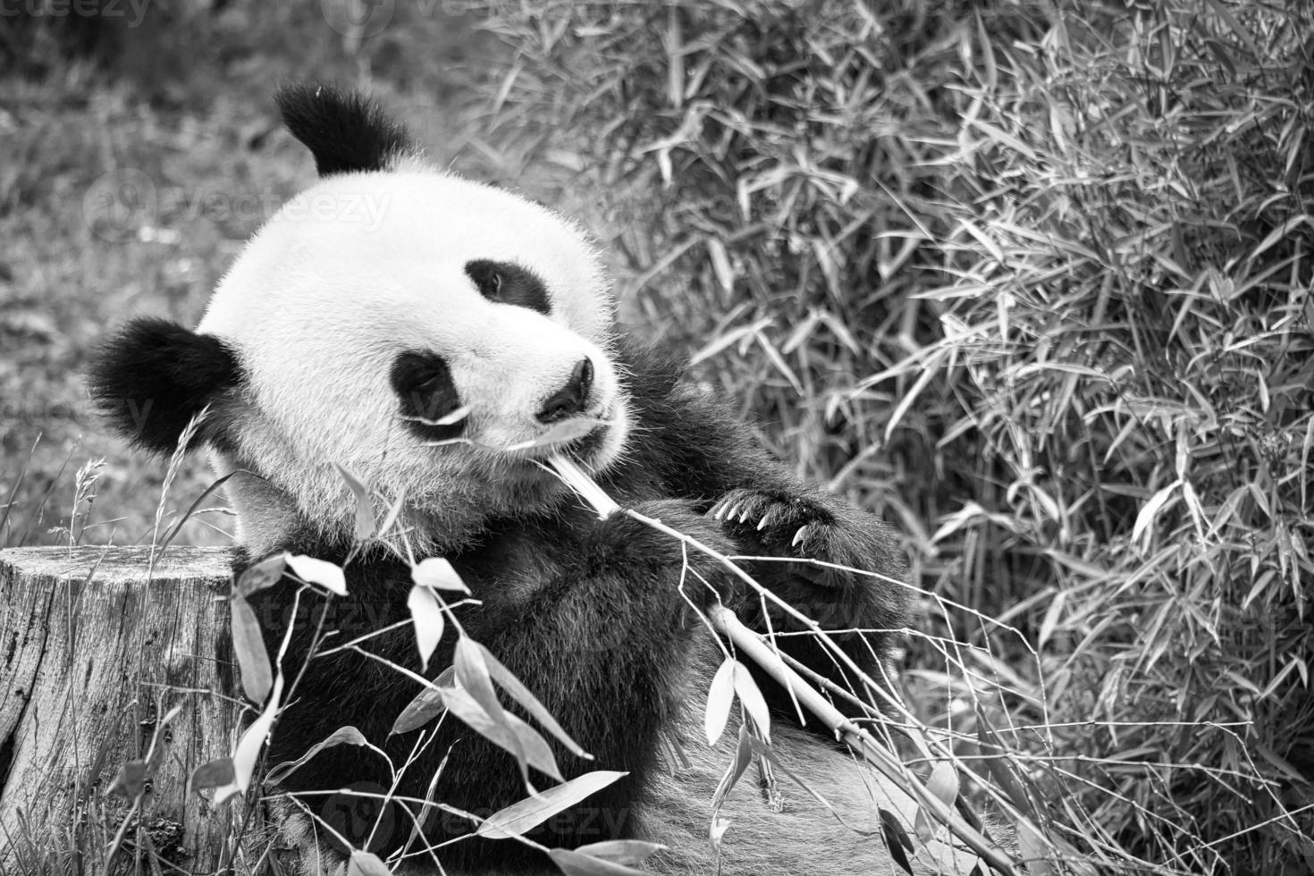 panda grande en blanco y negro, sentado comiendo bambú. especie en peligro. foto