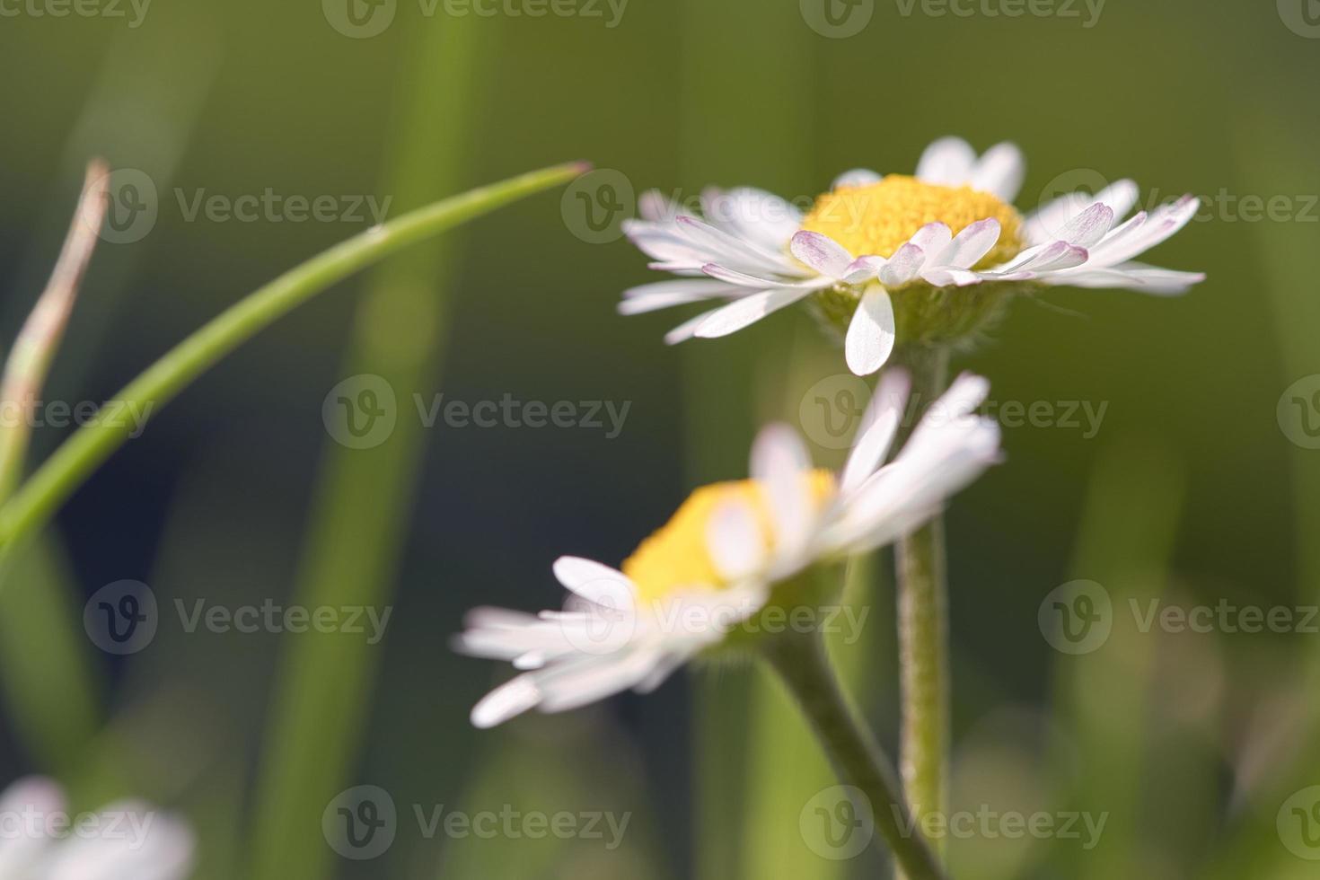 margarita con mucho bokeh en un prado. flores una detrás de la otra en la vista del suelo. foto