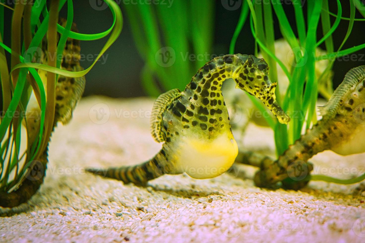 seahorses in sea grass. small aquatic animals in close up. interesting to observe photo