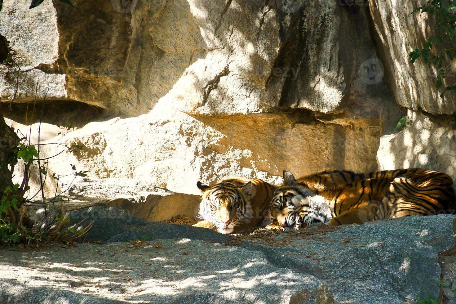 Three tiger cubs lying to rest. Striped fur of the elegant predators. Big cat photo