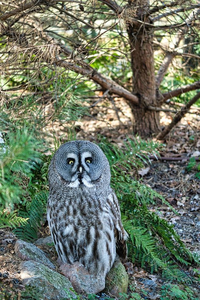 a bearded owl from the Berlin zoo. the view is directed to the observer photo